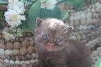 Britse korthaar kittens met DBE, Dieren en Toebehoren, Katten en Kittens | Raskatten | Korthaar, Meerdere dieren, Ontwormd