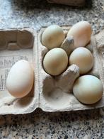 Eendeneieren, Dieren en Toebehoren, Pluimvee, Vrouwelijk, Eend