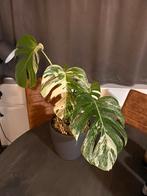 MONSTERA VARIEGATA, Huis en Inrichting, Kamerplanten, Ophalen, Halfschaduw, Minder dan 100 cm