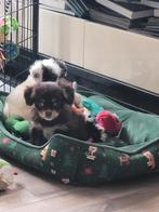 De 3 laatste pupjes zoeken nog een plekje., Dieren en Toebehoren, Parvo, Overige rassen, 8 tot 15 weken, Meerdere