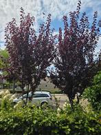 Prachtige Prunus Cerasfera "nigra" te koop, Ophalen, Volle zon, Overige soorten, 250 tot 400 cm