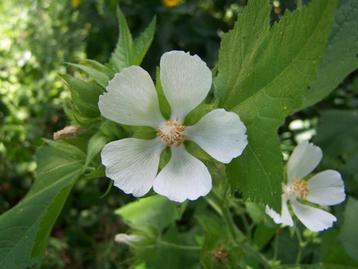 Wijnblad  - Kitaibelia vitifolia - eetbare bladeren + bloem beschikbaar voor biedingen