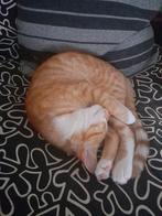 KATER ZOEKT SPOEDIG HUISJE, Dieren en Toebehoren, Kater, 0 tot 2 jaar