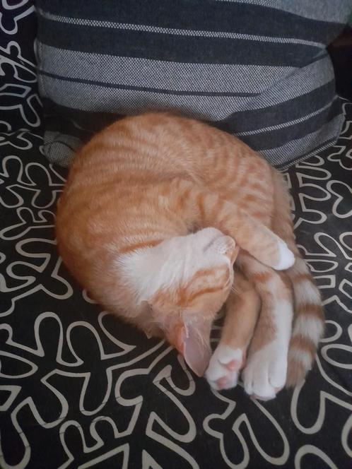KATER ZOEKT SPOEDIG HUISJE, Dieren en Toebehoren, Katten en Kittens | Raskatten | Korthaar, Kater, 0 tot 2 jaar