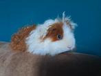 2 texel / tessel cavia beertjes, Dieren en Toebehoren, Knaagdieren, September, Mannelijk, Cavia