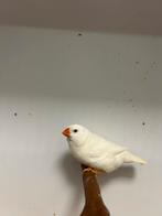 5-5 grote zebravinken wit, Meerdere dieren, Tropenvogel, Geringd