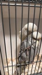 Bewezen koppel engelse grasparkieten., Dieren en Toebehoren, Meerdere dieren, Parkiet