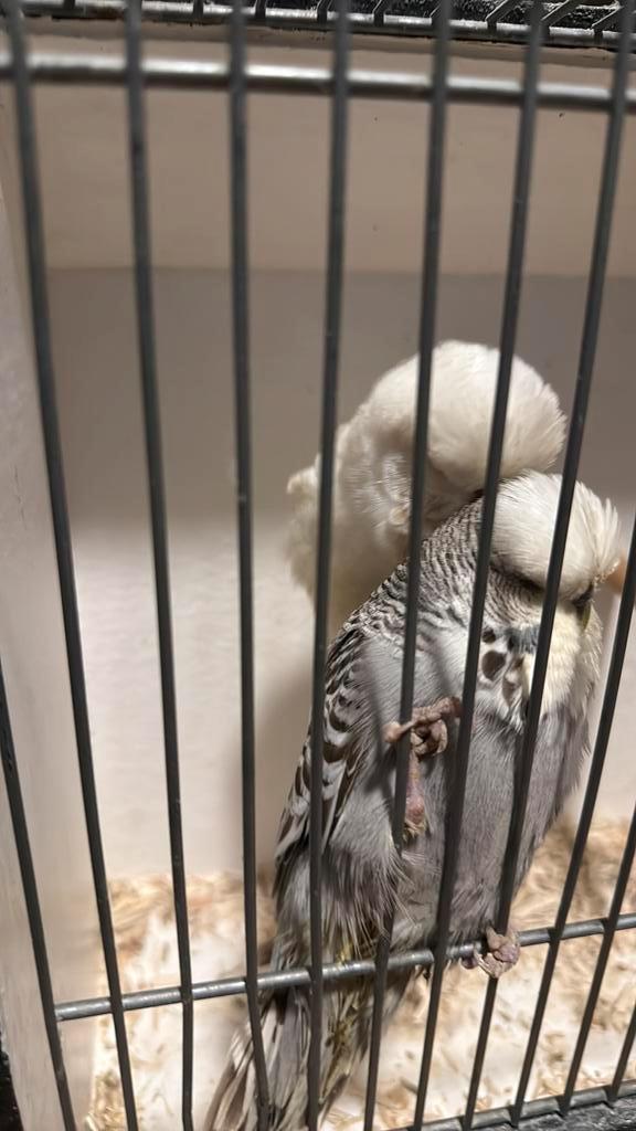 Bewezen koppel engelse grasparkieten., Dieren en Toebehoren, Vogels | Parkieten en Papegaaien, Parkiet, Meerdere dieren