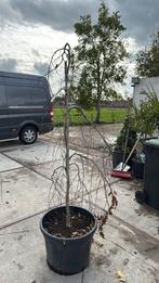 Rode treurbeuk unieke boom is er maar 1 in deze vorm ., Tuin en Terras, Planten | Bomen, Bloeit niet, 100 tot 250 cm, Ophalen