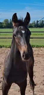 Hengstveulen KWPN, Dieren en Toebehoren, Paarden, Minder dan 160 cm, Gechipt, Dressuurpaard, 0 tot 2 jaar