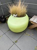 Botenmodel groen met gras en pruimeboompje, Ophalen, Volle zon, Vaste plant, Zomer