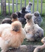 Fluffy USA zijdehoen kuikentjes kuikens kuiken knuffelkipjes, Dieren en Toebehoren, Pluimvee, Geslacht onbekend, Kip