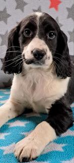 Engelse cockerspaniel kruising puppies geheel verzorgd!!!, Dieren en Toebehoren, Nederland, 8 tot 15 weken, CDV (hondenziekte)