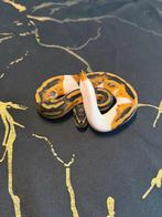 Baby Python Koningspython Piebald & Standard, Dieren en Toebehoren, Reptielen en Amfibieën, Slang, 0 tot 2 jaar