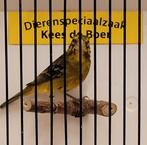 Dikbekcini pop, Dieren en Toebehoren, Vrouwelijk, Geringd