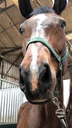 SUNFLOWERSTABLE NAALDWIJK  2 boxen beschikbaar per 1 decembe, Dieren en Toebehoren, Recreatiepaard, 0 tot 2 jaar