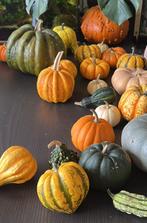 Heel veel pompoenen, Tuin en Terras, Ophalen, Zo goed als nieuw