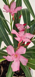 Nerium oleander Eve donkerroze gespikkeld.