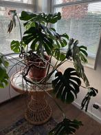 Monstera kamerplant, Huis en Inrichting, Kamerplanten, Ophalen, Overige soorten, Halfschaduw, In pot