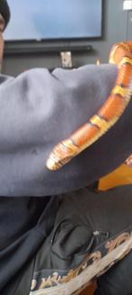 mooie python en rattenslang, Dieren en Toebehoren, Reptielen en Amfibieën, Slang, Met terrarium, 3 tot 6 jaar