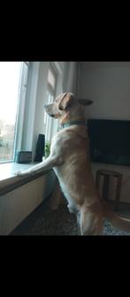 Dekreu labrador aangeboden, Ophalen of Verzenden