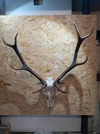 Edelhert gewei – complete schedel met kiezen, Verzamelen, Dierenverzamelingen, Ophalen, Zo goed als nieuw, Hert, Schedel