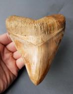 *witte bourlette* Megalodon tand 14,2cm, Ophalen of Verzenden, Fossiel
