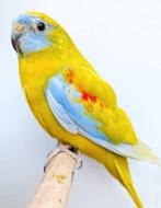 Koppel zuivere geelbuik turquoisines, Dieren en Toebehoren, Vogels | Parkieten en Papegaaien, Meerdere dieren, Parkiet