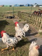 Haan, Dieren en Toebehoren, Pluimvee, Mannelijk, Kip