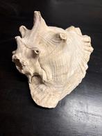 Decoratieve Schelp - Natuurlijke Schoonheid Queen Conch, Overige materialen, Gebruikt, Schaal, Ophalen of Verzenden