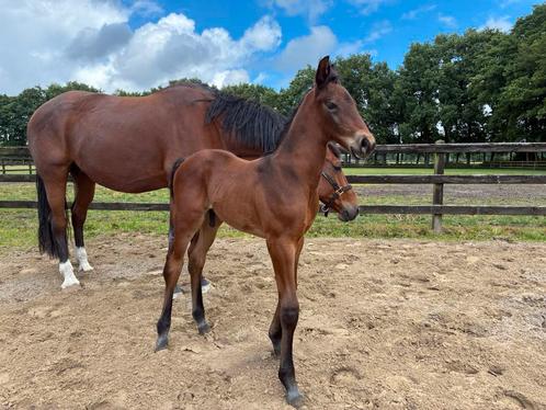 Hengstveulen van Ortisei, Dieren en Toebehoren, Paarden, Hengst, 0 tot 2 jaar