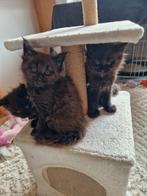 Main Coon kittens met stamboom, Dieren en Toebehoren, Katten en Kittens | Raskatten | Langhaar, Gechipt