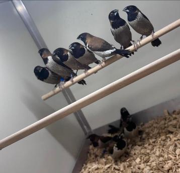 Molukse bronzemannetjes koppels beschikbaar voor biedingen