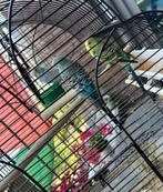 4 parkietjes te koop eventueel kooi erbij, Meerdere dieren, Parkiet, Tam