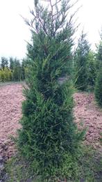 Leylandii groen 250 cm. aanbieding, Ophalen, Conifeer, Haag, 100 tot 250 cm