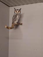 Witwangdwergooruil koppel., Dieren en Toebehoren, Vogels | Overige Vogels, Meerdere dieren