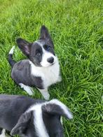 Welsh Corgi Cardigan pups, Dieren en Toebehoren, Honden | Herdershonden en Veedrijvers, Rabiës (hondsdolheid), Meerdere, 8 tot 15 weken