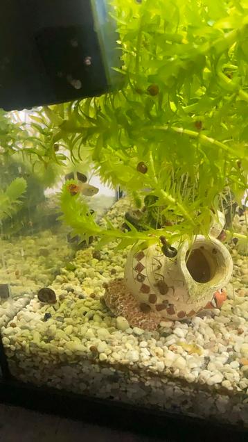 Baby water slakjes  beschikbaar voor biedingen