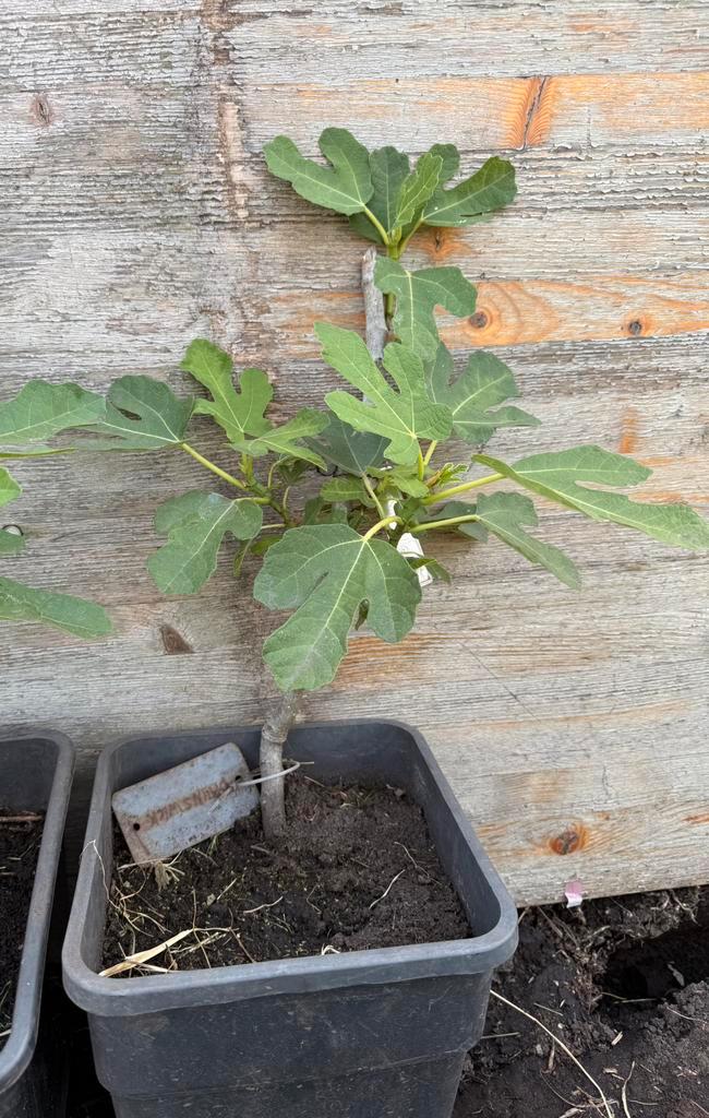 Vijgenboom Brunswick, Tuin en Terras, Planten | Fruitbomen, Vijgenboom, Minder dan 100 cm, Volle zon, Lente, In pot, Ophalen