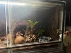 Dendrobates Leucomelas, Dieren en Toebehoren, Reptielen en Amfibieën, Amfibie, 0 tot 2 jaar