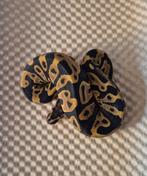 Leopard dh clown pied, Slang, 0 tot 2 jaar