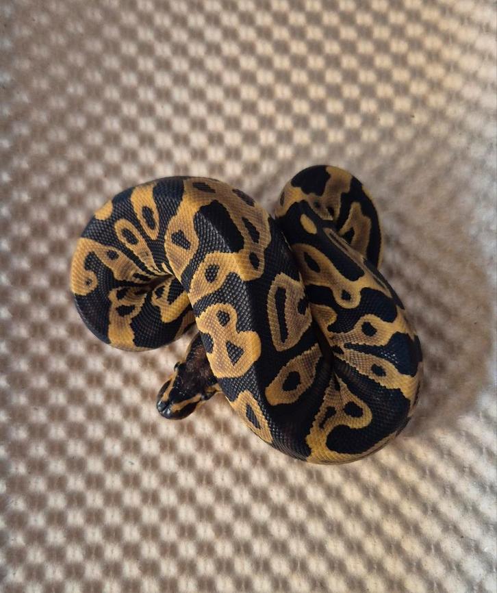 Leopard dh clown pied