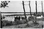 Pa1436 oude gelopen ansichtkaart Wintelre N.B., grote meer, Verzamelen, Ansichtkaarten | Nederland, Ophalen of Verzenden, 1960 tot 1980