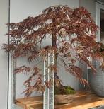 Bonsai acer palmatum, In pot, Bloeit niet, Halfschaduw, Minder dan 100 cm