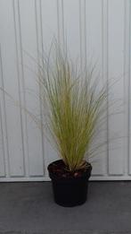 siergras Stipa tenuifolia Ponytails, Ophalen, Vaste plant, Siergrassen, Halfschaduw