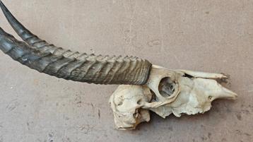 schedel waterbok beschikbaar voor biedingen