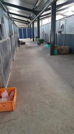 Paardenstal vrij, Dieren en Toebehoren, Stalling en Weidegang, Stal klootwijk, Hetdijkje@live.nl, Ridderkerk
