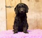 Cockapoo puppy's, 8 tot 15 weken, Meerdere, Meerdere dieren, Middel