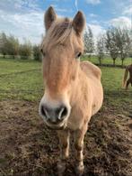 GEZOCHT: Weidemaatje voor onze Fjord Bo, Weidegang