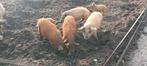 Wolvarkens, mangalitza varkens, Dieren en Toebehoren, Schapen, Geiten en Varkens, Meerdere dieren, Varken, 0 tot 2 jaar